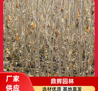 小果沙枣苗及大果沙枣苗 抗旱沙枣苗 苗木根系发达 耐寒耐旱 抗风沙 