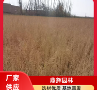 基地供应梭梭苗 防风固沙护坡树苗 耐寒耐旱 抗风沙 