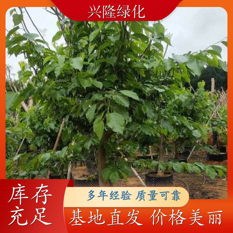 桑葚苗 地栽盆栽苗 根系发达 果园种植庭院观景树 一站式无忧采购 价格