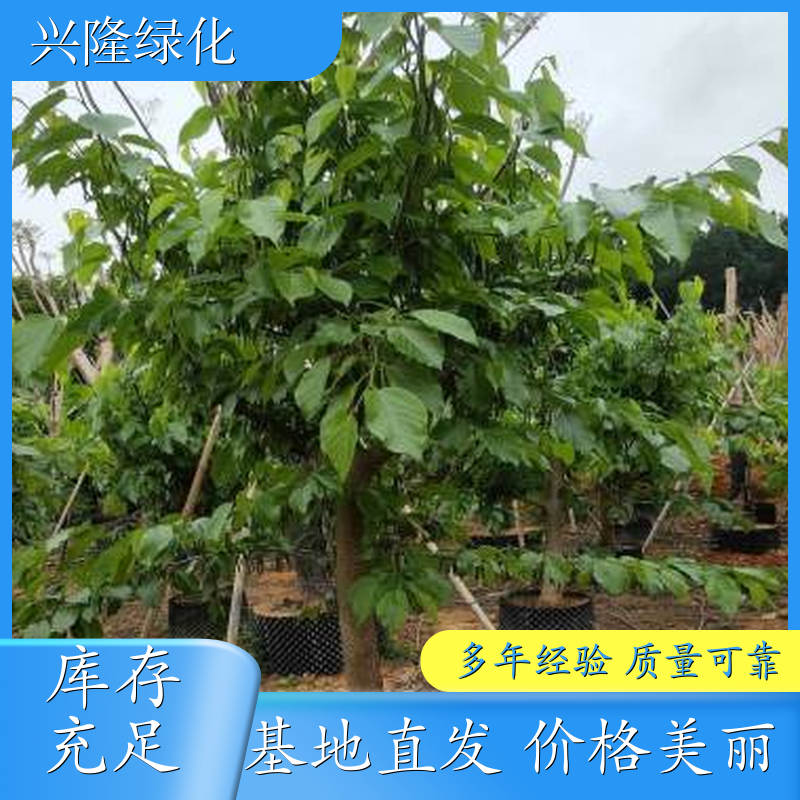 桑葚树苗 地栽盆栽苗 品种丰富规格多样 基地品质 基地直发 报价