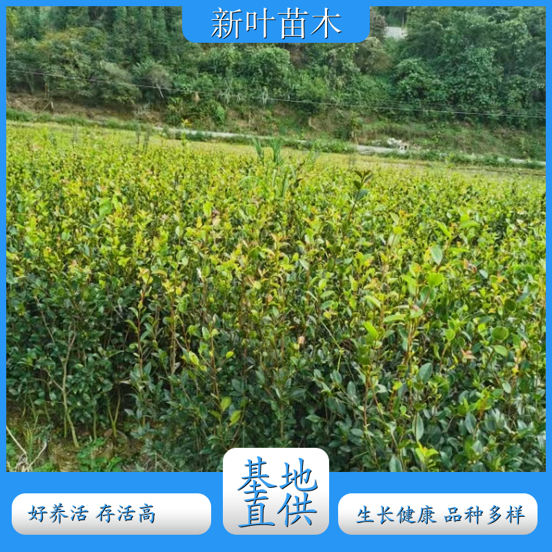 岑软 3 号油茶嫁接苗 国家审定岑软 3 号油茶 高产嫁接苗带土营养杯苗 苗木基地供应