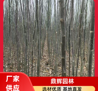 新疆杨树苗 耐盐碱绿化树 行道树新疆杨 保护生态平衡 抗旱固沙 