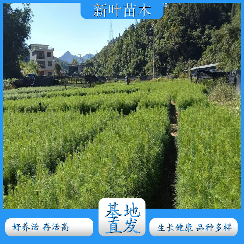 第三代杉木优质种苗 速生丰产杉木三代苗 良种杉木苗批发基地 三代杉木苗与普通苗的区别