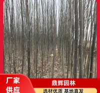 新疆杨 抗风新疆杨 耐旱性能优越 
