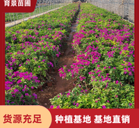 四季红三角梅 苗木基地直营 花色鲜艳观赏性强 绿化工程苗 