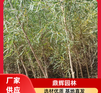 胡杨苗木 耐盐碱胡杨苗木 工业园区抗污染胡杨 胡杨批发 厂