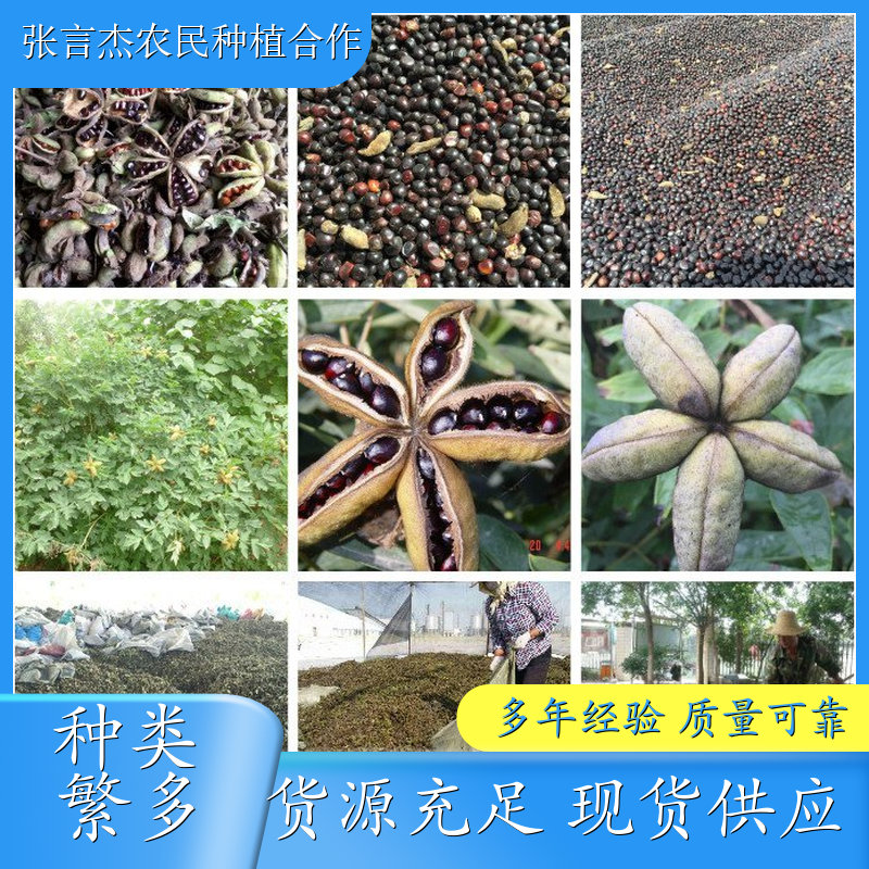 牡丹种子供应 牡丹种子种植技术 成活率高好品质 牡丹种子发芽率怎么样