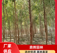 胡杨 生态修复胡杨苗木 公路铁路固沙胡杨 胡杨厂家 价格