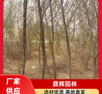 小果沙枣苗及大果沙枣苗 抗旱沙枣苗 生态治理苗木 保护生态平衡 抗旱固沙 