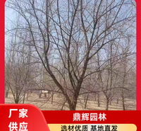 小果沙枣苗 专业培育沙枣苗 生态治理苗木 耐旱性能优越 