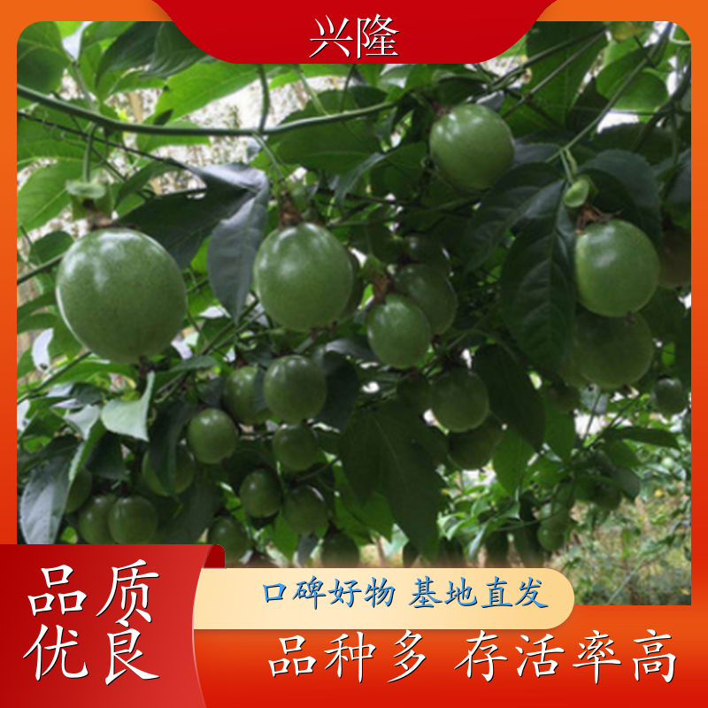 百香果苗 现挖现发黄金百香果树苗 基地批发水果苗 基地直发