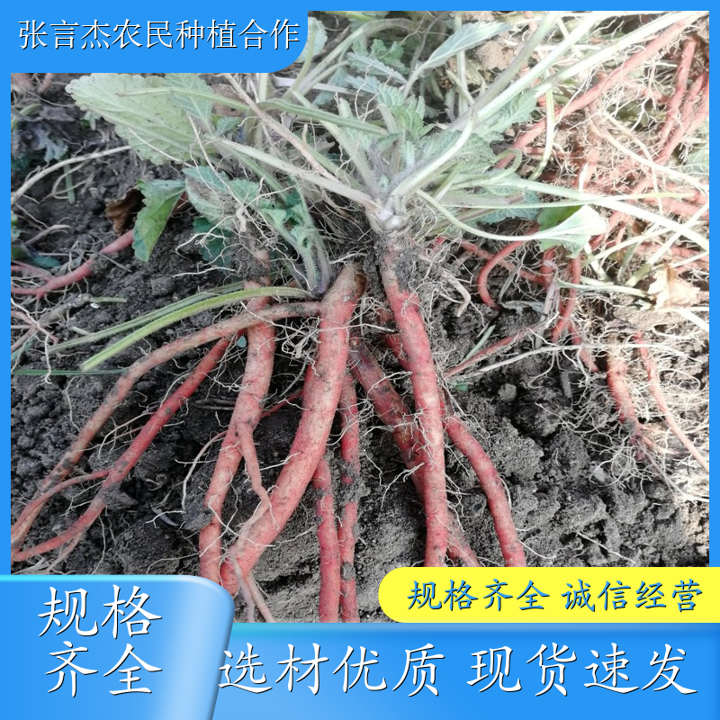 丹参苗 丹参苗的栽培方法 优良品种 成活率高 丹参苗批发