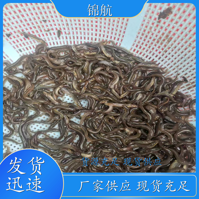 安庆 活泥鳅鱼 室内养殖泥鳅 泥鳅苗出售