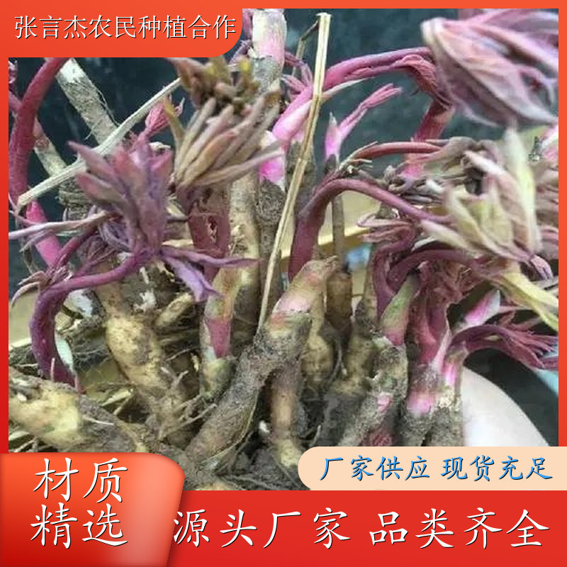 正宗白芍芽供应 白芍芽的栽培方法 白芍芽头批发基地