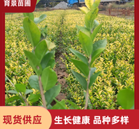 蓝雪花盆栽 基地盆栽种植供应 四季常绿 一手货源 