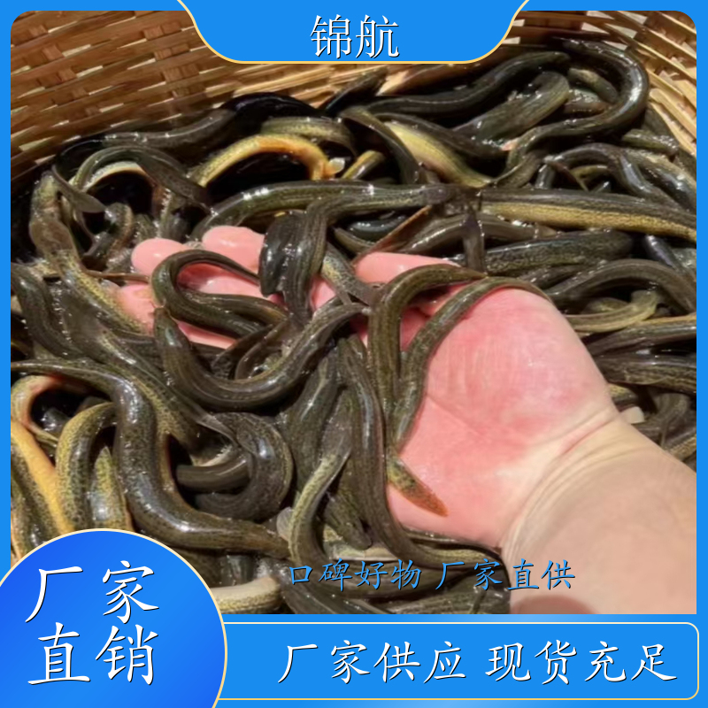 泥鳅鱼养殖 泥鳅养殖 刀鳅鱼苗