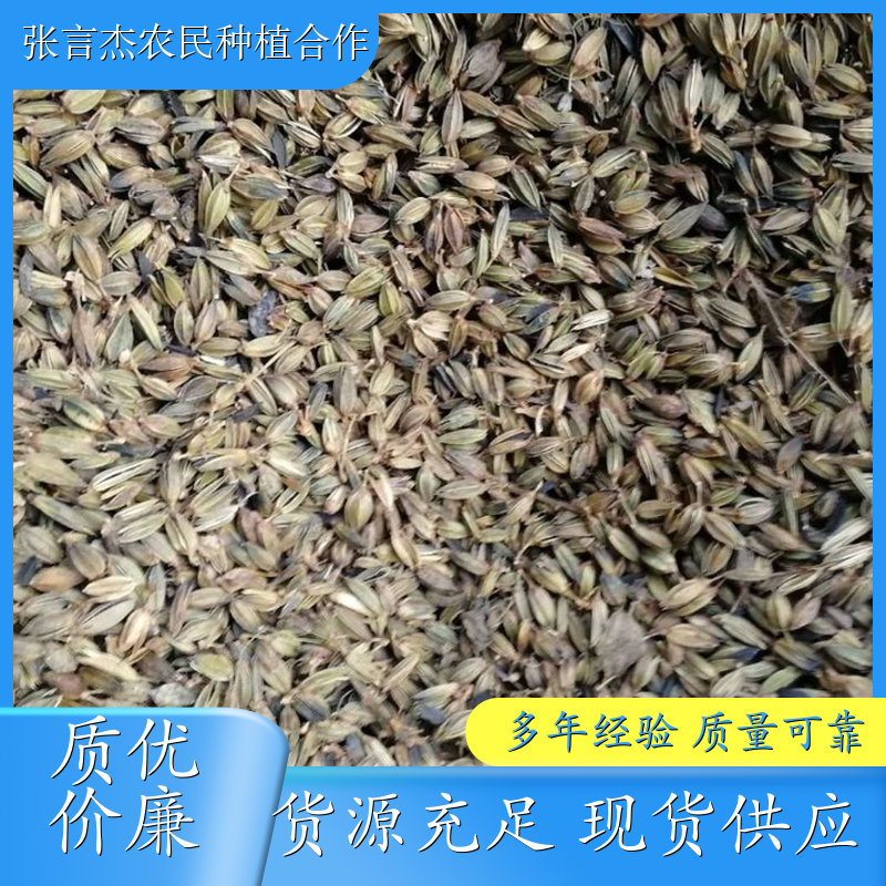 知母种子 药用种籽批发基地 好种植易管理 各种规格 成活率高