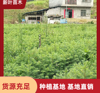优质杉木苗 木材加工基地用苗 人工造林杉木苗 杉木苗成活率 