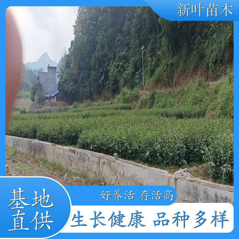 油茶实生苗 供应油茶树苗 油茶实生苗供应 多年种植经验