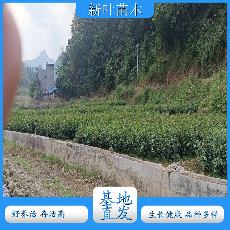 油茶实生苗 高产油茶苗广西油茶苗 油茶种子繁殖苗 苗木基地供应