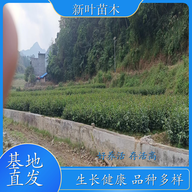 嫁接油茶实生苗 油茶苗营养杯苗 油茶实生苗培育 苗木基地供应