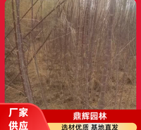 红柳苗 红柳种苗 盐碱地绿化红柳 红柳苗厂家 生产厂家