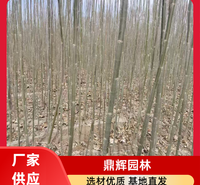 新疆杨 抗风新疆杨 行道树新疆杨 抗风固沙固土 