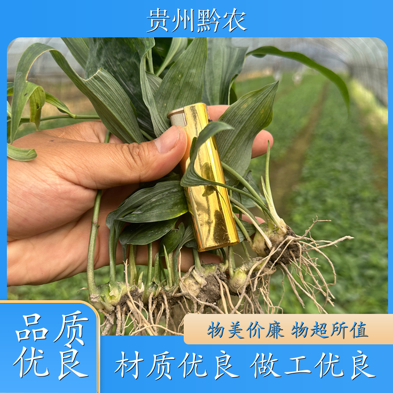 黔农 贵州 黄精种苗 技术免费指导 多花甜黄精 多少钱