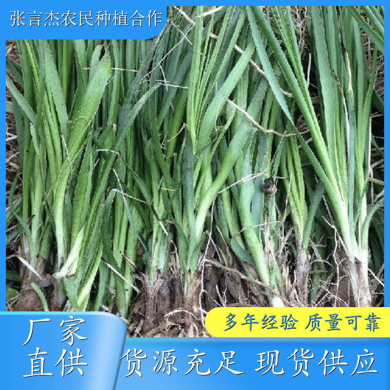 知母苗种植基地 批发知母苗 各种规格 成活率高