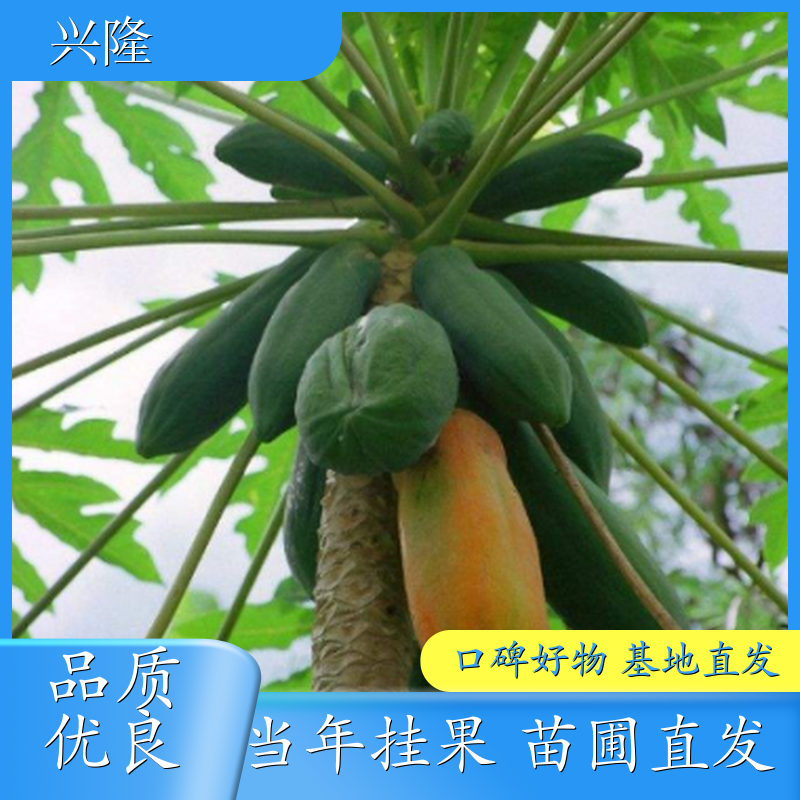 水果木瓜苗 果树产地批发 品种丰富规格多样 基地品质