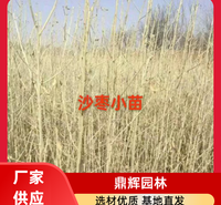 小果沙枣苗 景区园林造景观赏绿化果树 抗风固沙固土 