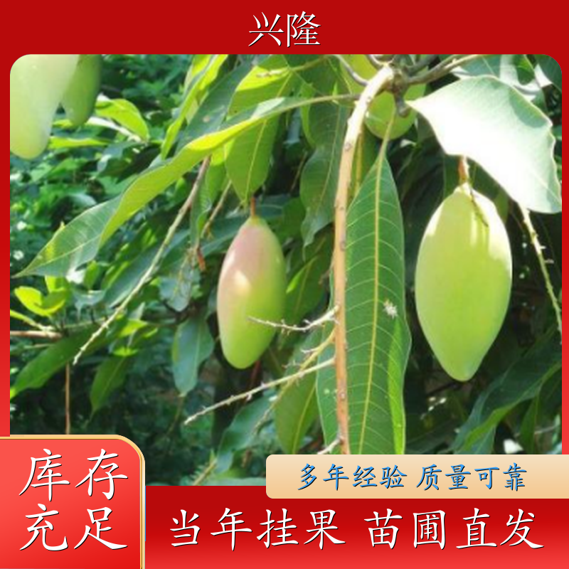 大青芒果树苗 水果青芒果树苗木 规格齐全 成活率高 基地直发 定制
