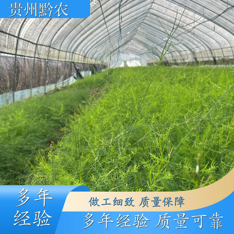 黔农 广西 天冬种苗 花坛边缘配植 天冬种植 批发