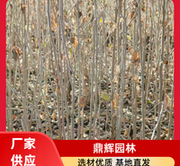大果沙枣苗 植苗造林调节土壤 苗木根系发达 抗风固沙固土 