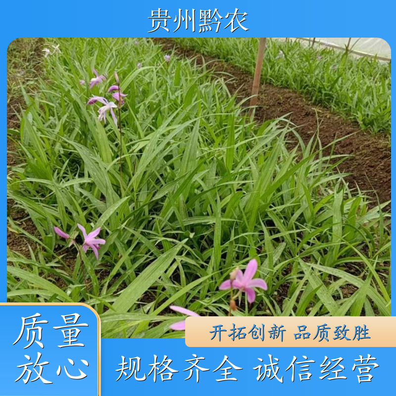 专业生产高性能割草机现货供应