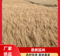 耐盐碱梭梭苗 园林工程固沙苗木 保护生态平衡 抗旱固沙 
