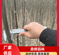 新疆杨苗木 抗风新疆杨 景观树新疆杨 适应性强 生长迅速 