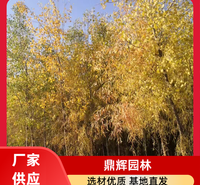 胡杨 耐盐碱胡杨苗木 胡杨基地 生产厂家