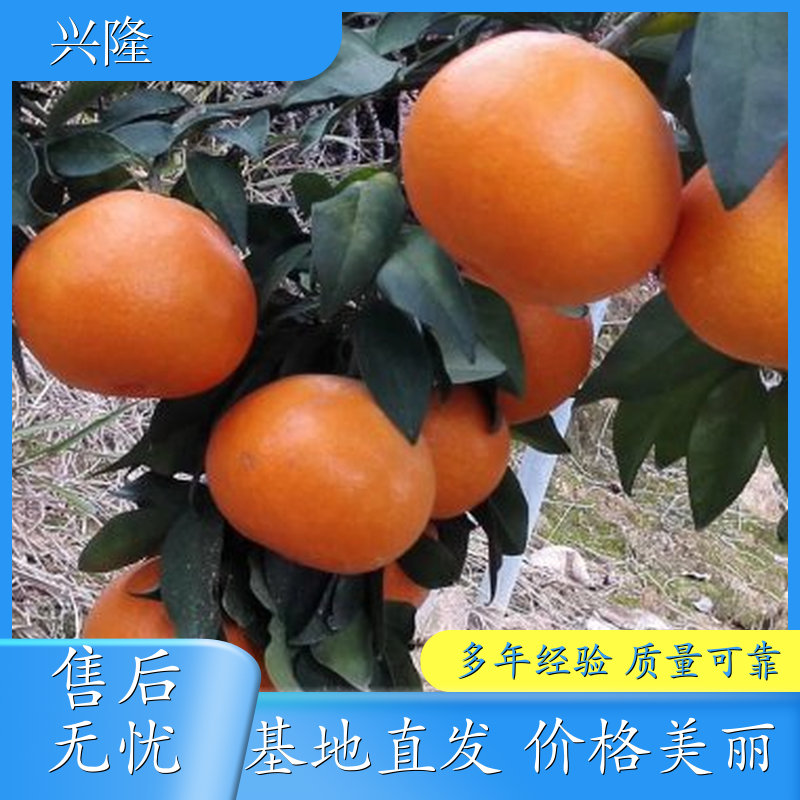 红美人柑橘树苗 现挖现发柑橘苗木 长期培育 基地直发