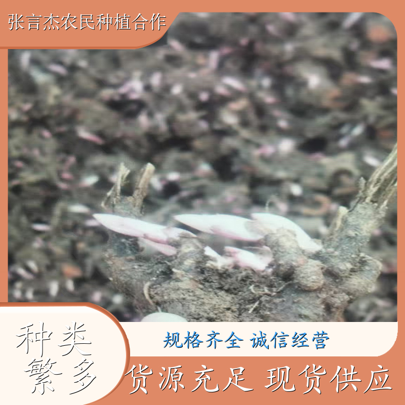 中药白芍芽 白芍芽种植基地 白芍芽批发