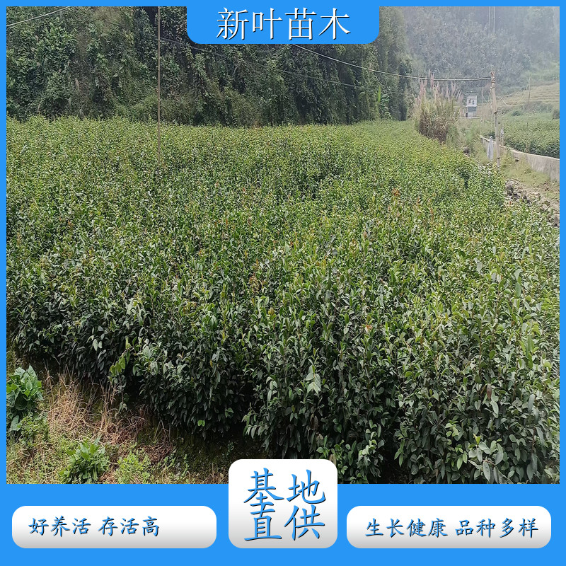 高产油茶实生苗 油茶苗营养杯苗 油茶种子繁殖苗 大型基地种植培育