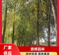 胡杨树苗 沙漠胡杨树苗 沙漠防护林胡杨 胡杨厂家 公司