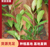 精品小红盆龙船花 盆栽地栽种植 规格齐全 