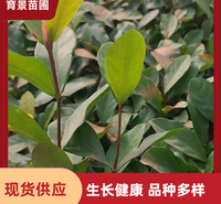龙船花 盆栽室内观赏 规格齐全 