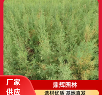 红柳苗苗木 红柳苗供应 盐碱地绿化红柳 红柳苗厂家 品牌