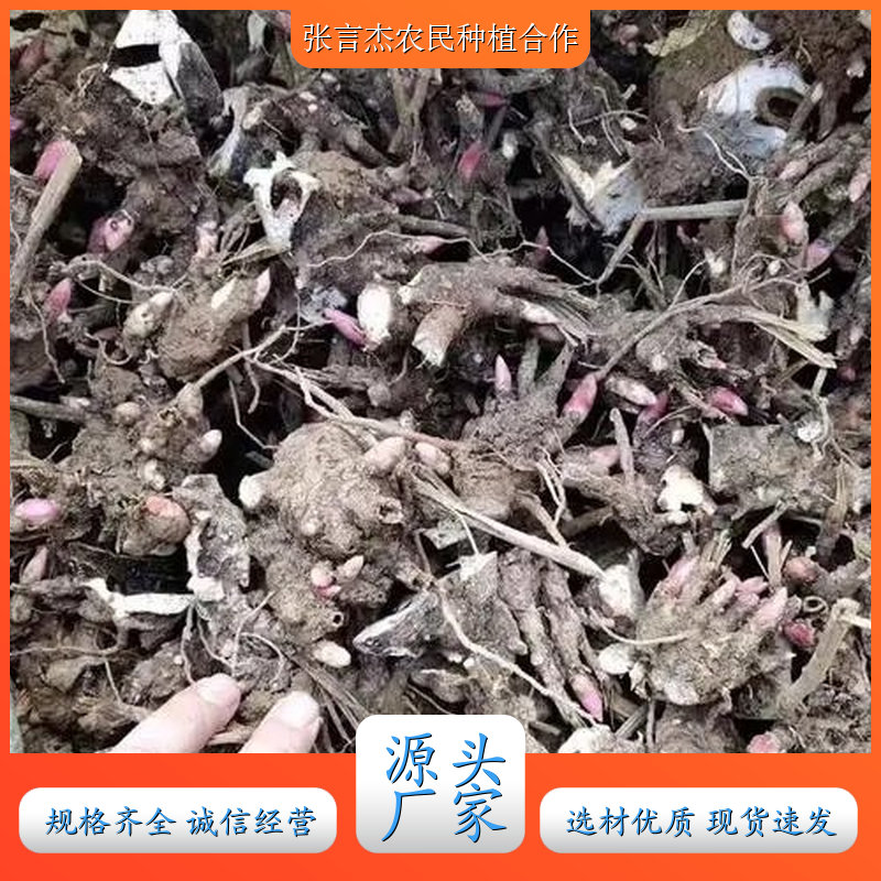 厂家供应白芍芽 白芍芽种植基地 种苗批发采购 品质优良 白芍芽的种植技术