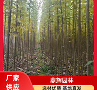 河北杨树苗 耐旱河北杨 荒山造林河北杨种苗 河北杨厂家 厂家
