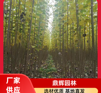 河北杨绿化苗木 河北白杨 厂区绿化抗污染河北杨 河北杨基地 价格