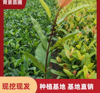 龙船花 盆栽地栽种植 公园花坛工程绿化植物 大量供应 