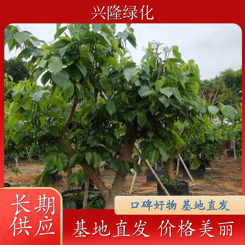 桑葚苗出售地 地栽盆栽苗 品种纯正 适应性广 耐寒性强 专业种植基地苗木批发 报价